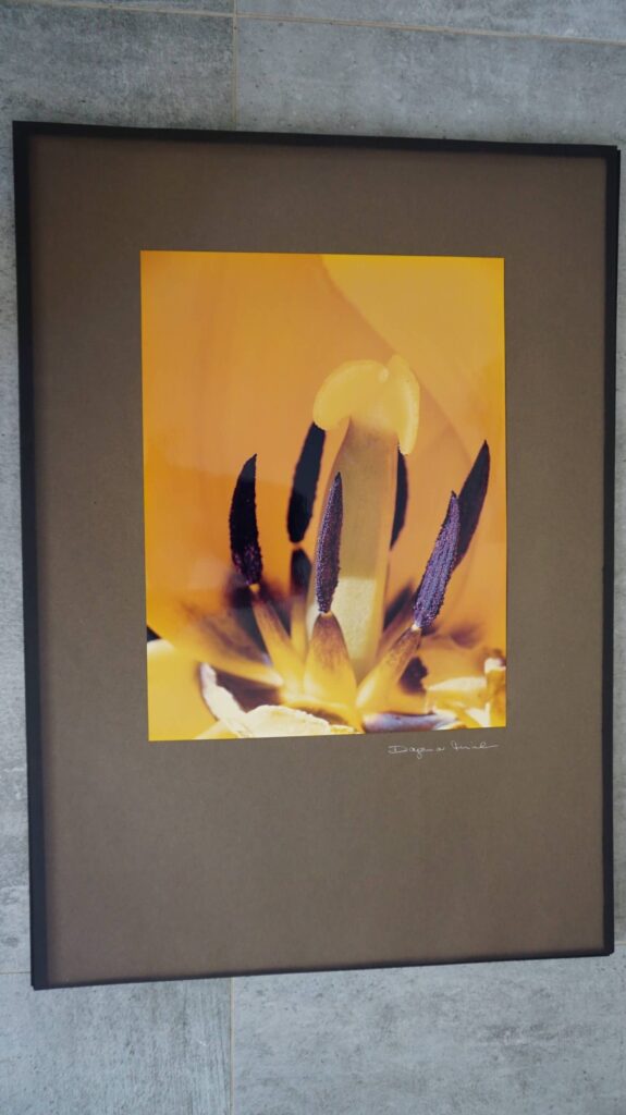 Makroaufnahme einer Tulpe neustart50