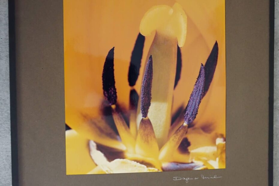 Makroaufnahme einer Tulpe neustart50