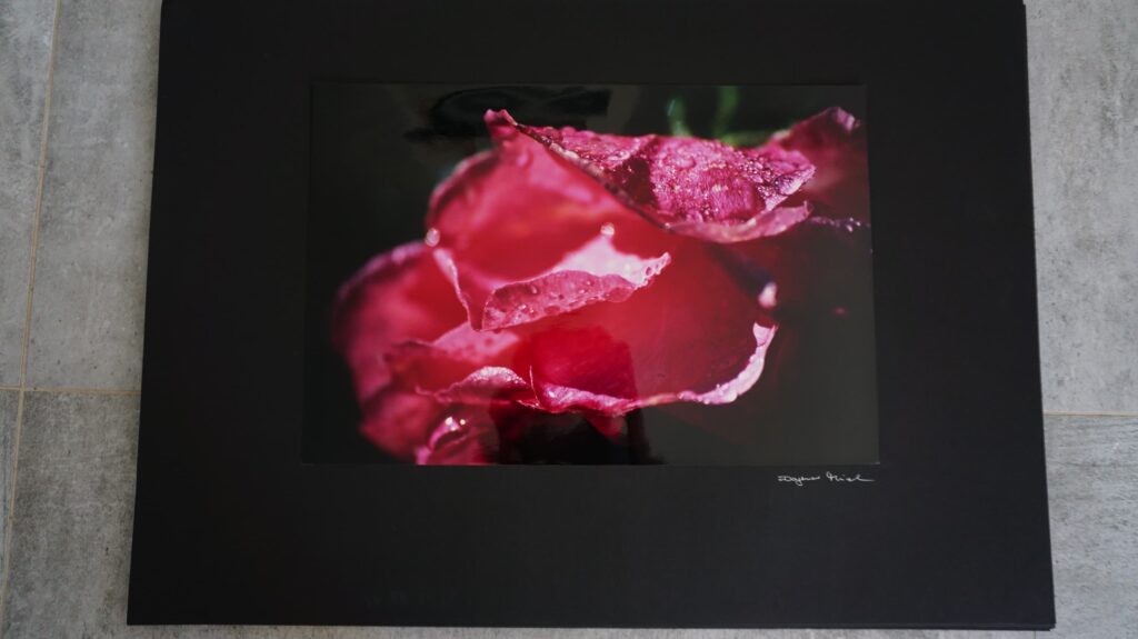 Rosenblüte mit Tau Neustart50