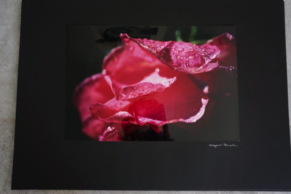 Rosenblüte mit Tau Neustart50