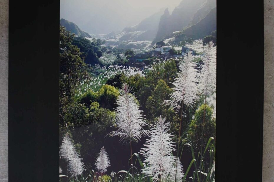 Zuckerrohrfeld auf Kap Verde, neustart50