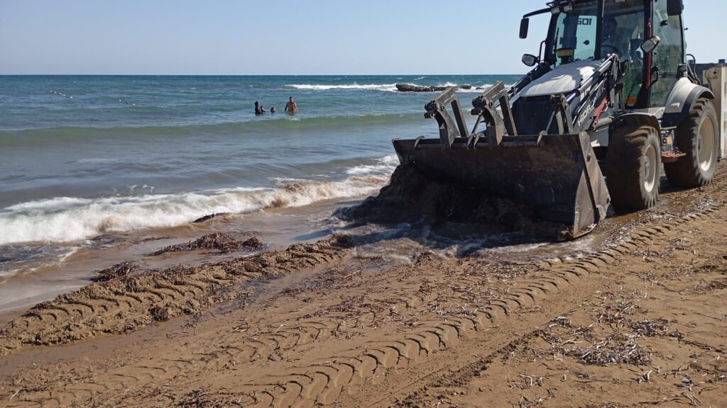 Bagger schiebt Seegras am Strand auf Nordzypern direkt an der Wasserlinie zusammen