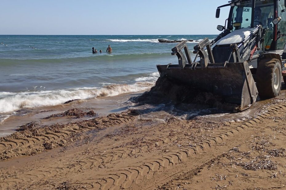 Bagger schiebt Seegras am Strand auf Nordzypern direkt an der Wasserlinie zusammen