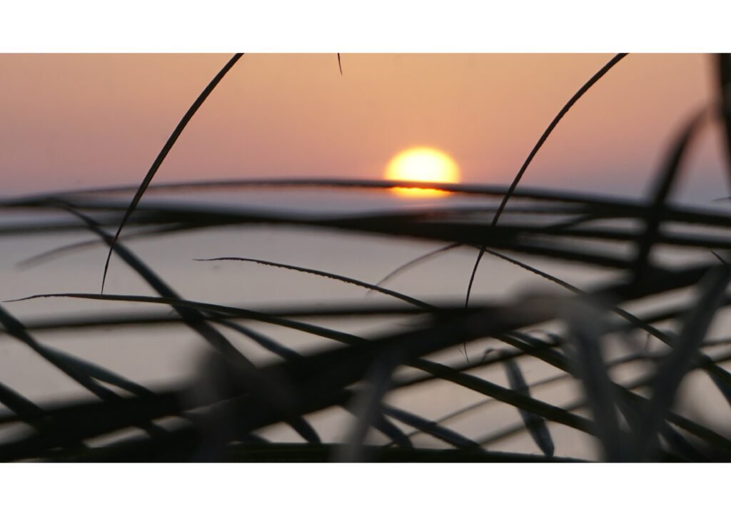 Sonnenuntergang hinter dunklen Blättern