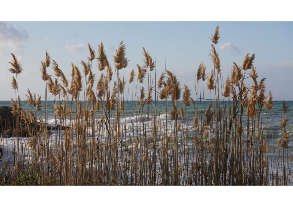 Schilfrohr vor bewegtem Meer